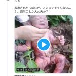 レス1番の画像サムネイル