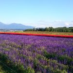 レス71番の画像サムネイル