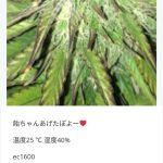 レス3番の画像サムネイル