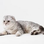 レス5番の画像サムネイル