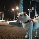 レス3番の画像サムネイル