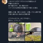 レス1番の画像サムネイル