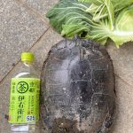 レス1番の画像サムネイル