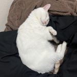 レス8番のサムネイル画像