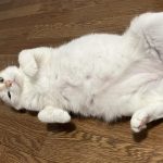 レス20番のサムネイル画像