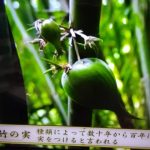 レス1番のサムネイル画像