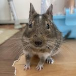 レス27番のサムネイル画像