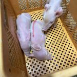 レス1番のサムネイル画像