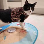 レス14番の画像3