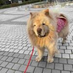 レス14番の画像5