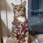 レス14番の画像1