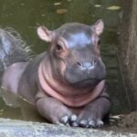 レス1番の画像8