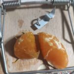 レス23番の画像1