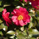 レス16番の画像1