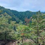 レス4番の画像5