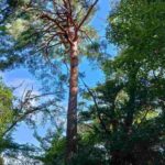 レス2番の画像3