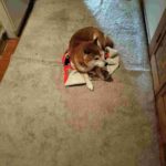 レス23番の画像1