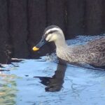 レス13番の画像1