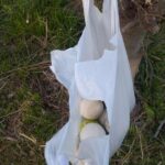 レス33番の画像1