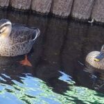 レス1番の画像1