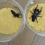 レス1番の画像1