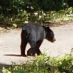 レス1番のリンク先のサムネイル画像