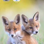 レス5番の画像1