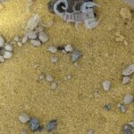 レス29番の画像1