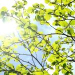 レス1番のリンク先のサムネイル画像