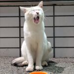 レス8番の画像1