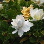 レス12番の画像1