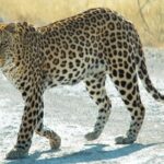 レス20番の画像1